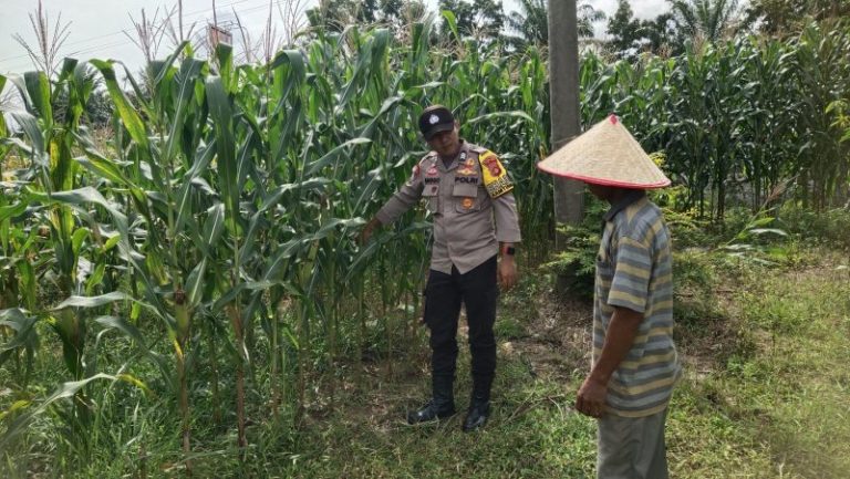 Tak Hanya Jaga Kamtibmas, ‘Polisi Tani’ di Belitang Ikut Rawat Kebun Jagung Warga Demi Ketahanan Pangan