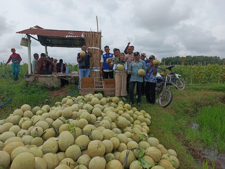 Polsek Belitang I Wujudkan Dukungan Ketahanan Pangan Lewat Perawatan Kebun Melon di Desa Tegalrejo