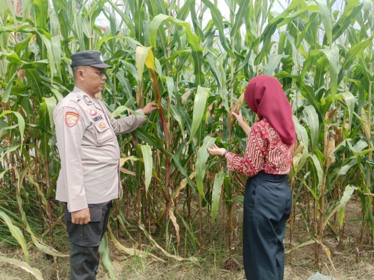 Aiptu Aris dari Polsek Belitang I Terjun Langsung Rawat Kebun Jagung di Desa Gumawang, Dukung Ketahanan Pangan Nasional